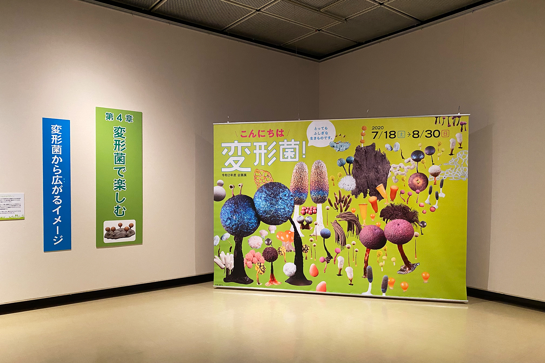 こんにちは変形菌！とってもふしぎな生きものです。